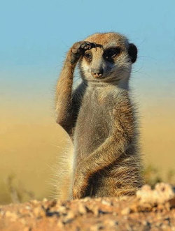 meerkat suricata suricatta horizon predators