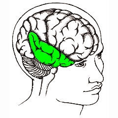temporal lobe