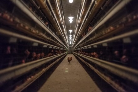 poule en batterie