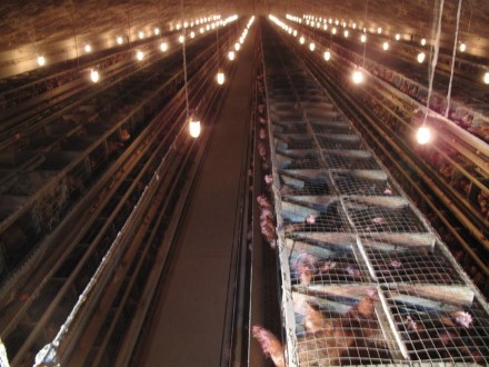 poules batterie