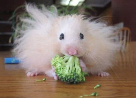 hairy hamster feasting broccoli
